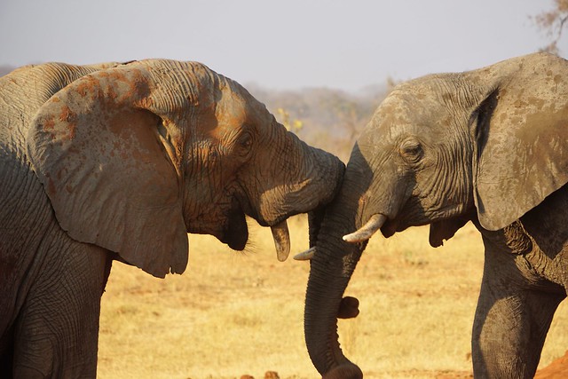 El largo viaje hacia Hwange, la puerta al reino de los elefantes - BOTSWANA, ZIMBABWE Y CATARATAS VICTORIA: Tras la Senda de los Elefantes (1)