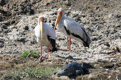 Yellow-billed storks and crocodile