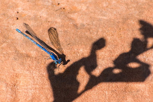 redmountain redmountainopenspace bug colorado dragonfly hiking insect redrock wellington unitedstates us