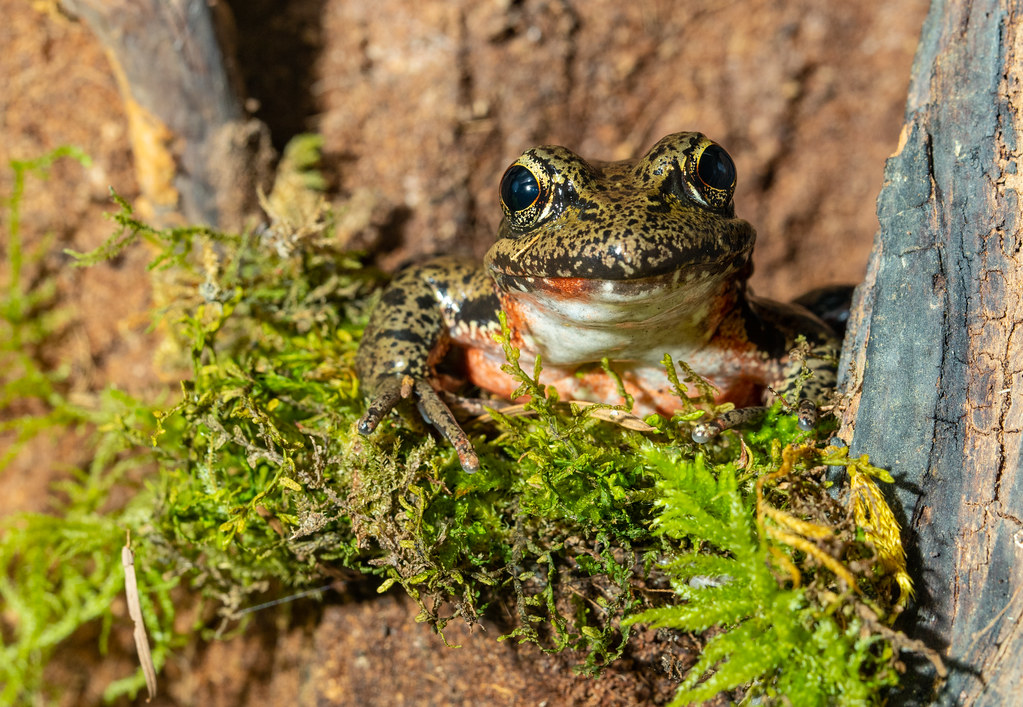 Northern Red Legged Frog