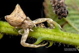 Crab spider (Thomisidae) - DSC_2752