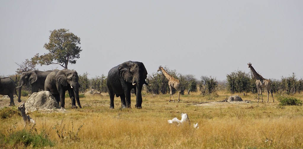De Moremi a Savuti, entre jirafas y elefantes - BOTSWANA, ZIMBABWE Y CATARATAS VICTORIA: Tras la Senda de los Elefantes (24)