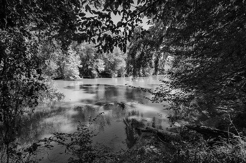 musgrove mill enoree river the south carolina woods forest outdoor landscape historical revolutionary war battle site bw black white photography monotone