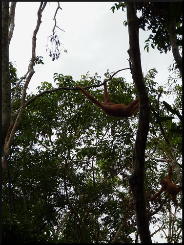 Indonesia en 2 semanas: orangutanes, templos y tradiciones - Blogs de Indonesia - Parque Nacional Tanjung Puting (9)