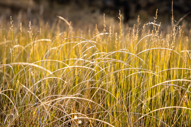 backlit grass