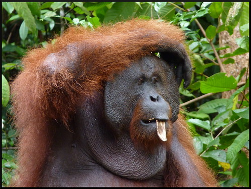 Indonesia en 2 semanas: orangutanes, templos y tradiciones - Blogs de Indonesia - Parque Nacional Tanjung Puting (39)