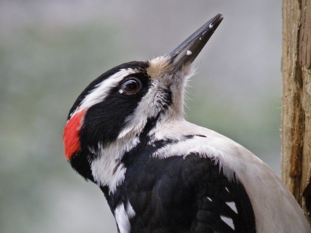 P1042807...hairy woodpecker