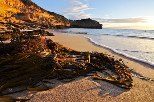 morningtonpeninsula beach diamondbay location seascape seaweed sunset waves wideangle