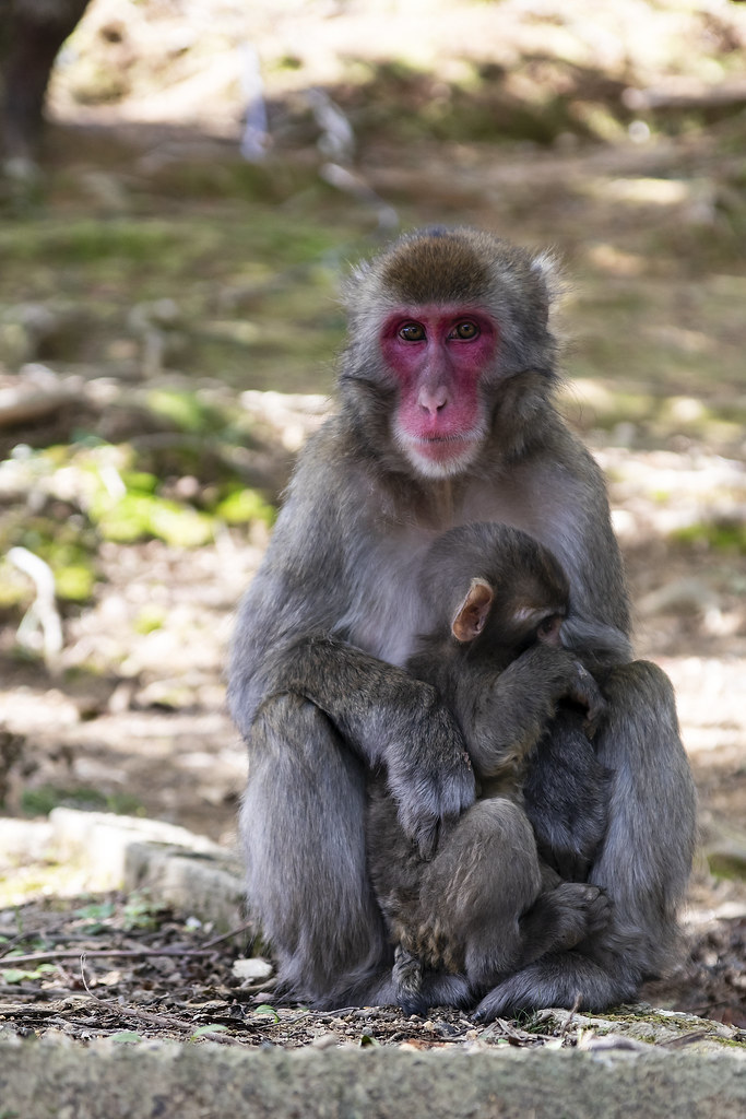 Mum & Baby, Japanese Macaque