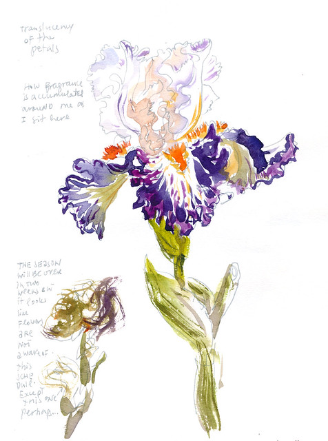 Sketchbook #114: Iris Garden
