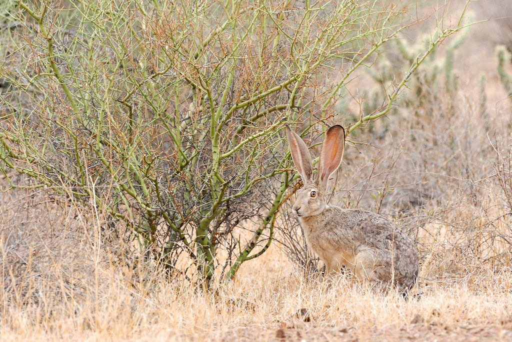 A black-tailed jackrabbit sits next to a foothill palo verde along the Apache Wash Loop Trail in Phoenix Sonoran Preserve in Phoenix, Arizona