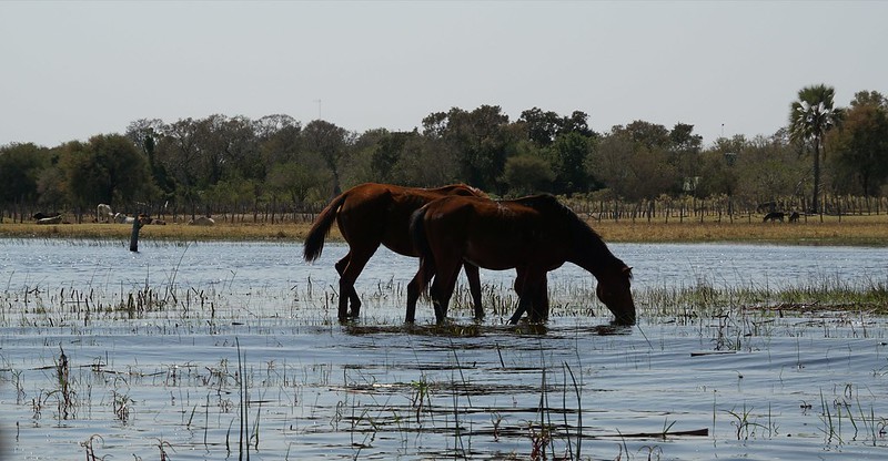 Del Kalahari al delta del Okavango, el corazón de Botswana - BOTSWANA, ZIMBABWE Y CATARATAS VICTORIA: Tras la Senda de los Elefantes (7)
