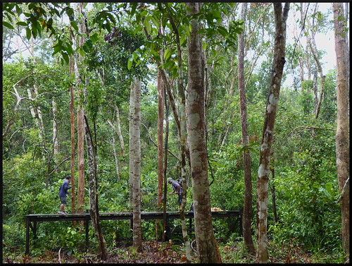Indonesia en 2 semanas: orangutanes, templos y tradiciones - Blogs de Indonesia - Parque Nacional Tanjung Puting (5)