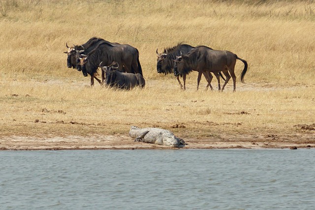 Hwange National Park, territorio salvaje - BOTSWANA, ZIMBABWE Y CATARATAS VICTORIA: Tras la Senda de los Elefantes (13)