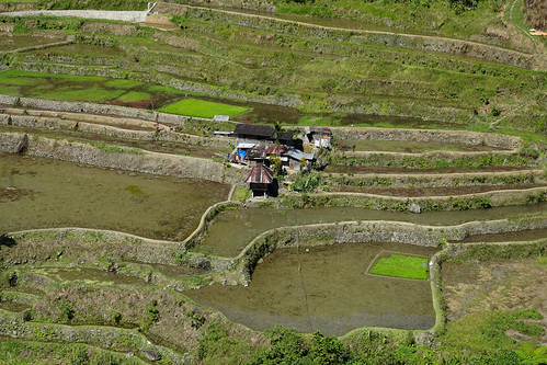 hapao hapaoriceterraces luzon philippinen philippines riceterraces banaue cordilleraadministrativeregion ph