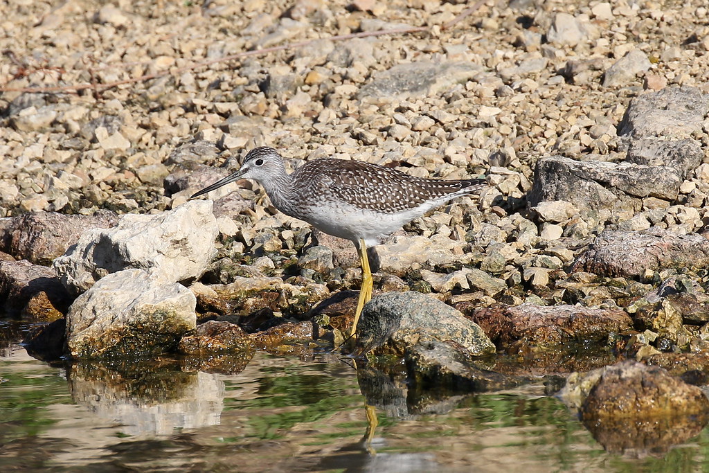 Photograph titled 'Greater Yellowlegs'