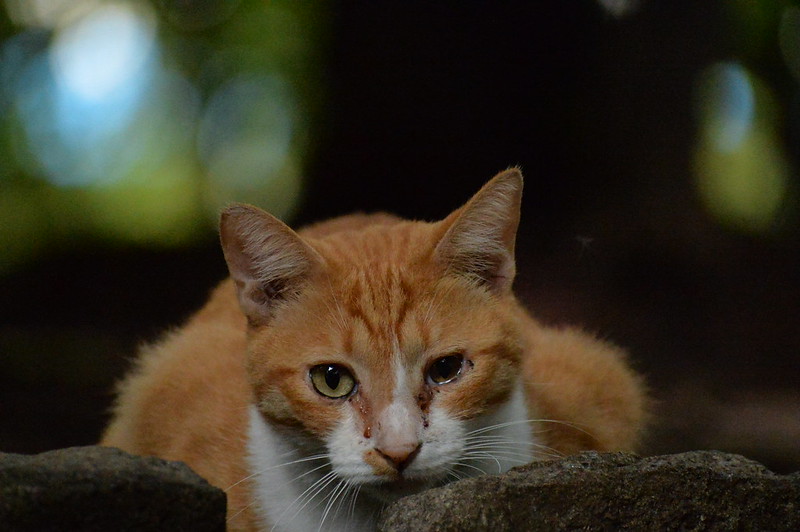 Nikon Df+AF P DX NIKKOR 70 300mm f4 5 6 3G ED VR東池袋中央公園の猫だまり 茶白