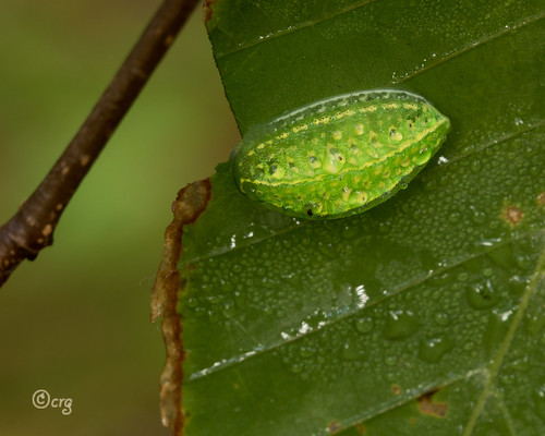pennsylvania bradfordcounty pisgah caterpillar yellowshoulderedslug lithacodesfasciola beech