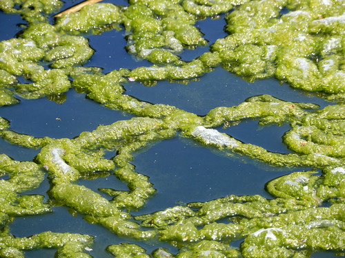 algae cross