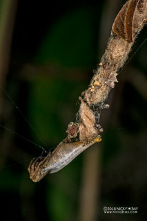 Scorpion-tailed spider (Arachnura sp.) - DSC_0635