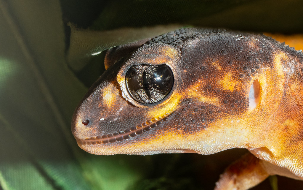 Knob Tailed Gecko