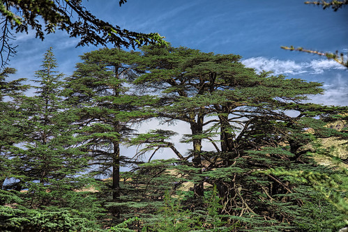 cedarsofthegods lebanon horsharzelrab unesco bsharri trees cedar preservation