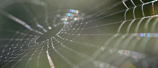 a web and backlight