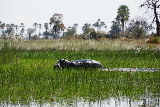 Del Kalahari al delta del Okavango, el corazón de Botswana - BOTSWANA, ZIMBABWE Y CATARATAS VICTORIA: Tras la Senda de los Elefantes (21)