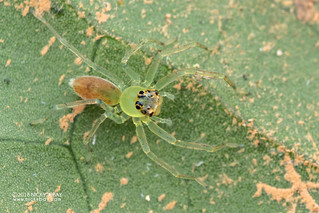 Jumping spider (Pandisus sp.) - DSC_9335