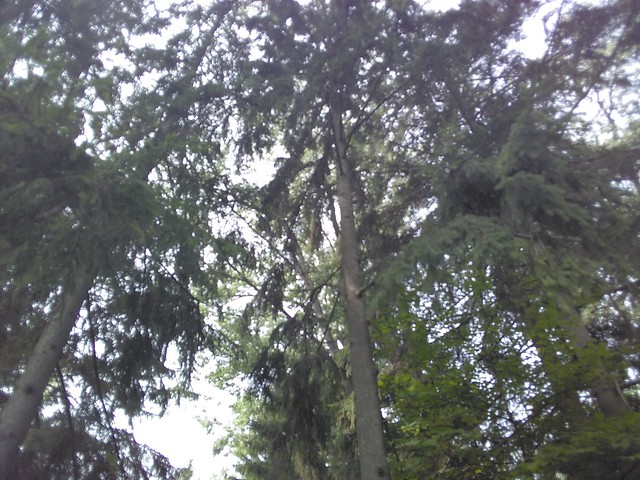 Green trees above #toronto #torontoislands #algonquinisland #green #trees #pines #latergram