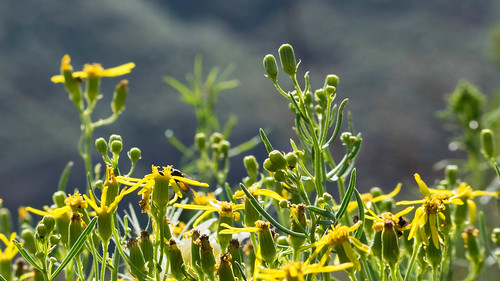 redmountain redmountainopenspace colorado flower grass hiking landscape mountain wellington unitedstates us