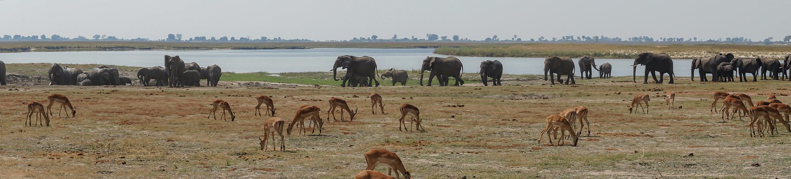 Chobe Riverfront: safari en 4x4 y crucero por el río - BOTSWANA, ZIMBABWE Y CATARATAS VICTORIA: Tras la Senda de los Elefantes (13)
