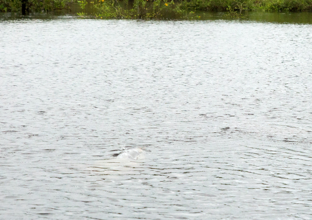 Боливийский речной дельфин (Inia geoffrensis boliviensis)