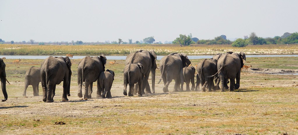 Chobe Riverfront: safari en 4x4 y crucero por el río - BOTSWANA, ZIMBABWE Y CATARATAS VICTORIA: Tras la Senda de los Elefantes (12)