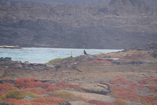 18-174 Galapagos buizerd veraf