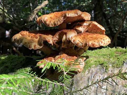 Lake Superior Park wonderful mushrooms - not edible