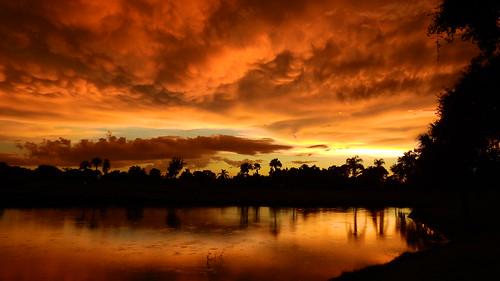 sunset sundown dusk sun evening endofday sky clouds color red gold orange pink yellow blue tree palm outdoor silhouette weather tropical exotic wallpaper landscape nikon coolpix p900 pond lake water reflection manateecounty bradenton florida jimmullhaupt cloudsstormssunsetssunrises photo flickr geographic picture pictures camera snapshot photography nikoncoolpixp900 nikonp900 coolpixp900 mammatusclouds