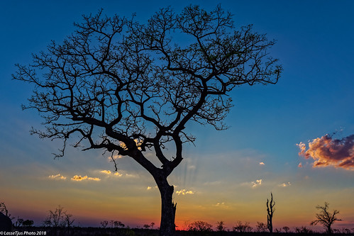 sabiepark mpumalanga sydafrika za sunset tree warm fantastic nature fantasticnature
