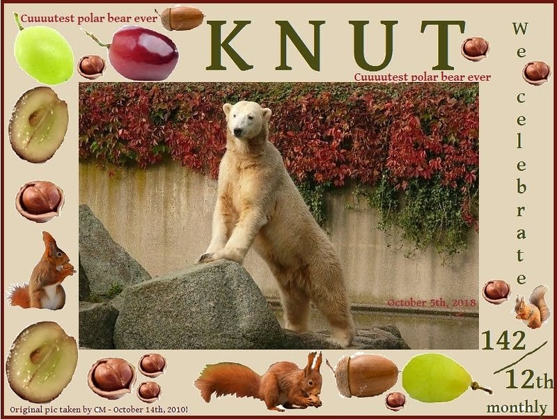 KNUT_142thMonthly_COLLAGE_5Okt2018_23h45_181002