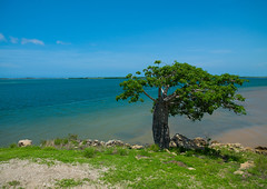 Tree on the seaside, Luanda Province, Samba, Angola