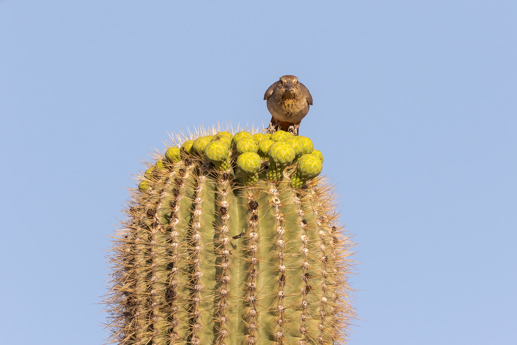 A canyon towhee looks directly at me as it perches atop a saguaro along Brown's Ranch Road in McDowell Sonoran Preserve