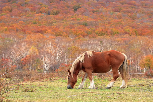 nature natural horses horse autumn autumnleaves fall fallcolors fallenleaves 岩手県 八幡平市 安比高原 view landscape