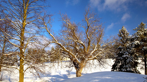 landscape tree snow winter tecumseth pines tottenham ontario