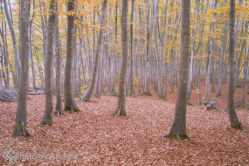 Brown leaf paved autumn forest