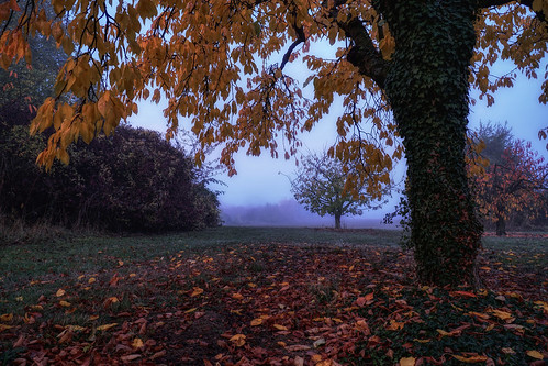 foggy orchard autumn leaves tree trees colors yellow red blue parchmankid sony a6500 tiffany glass
