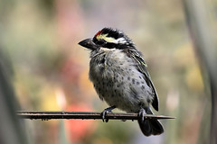 Red-fronted barbet