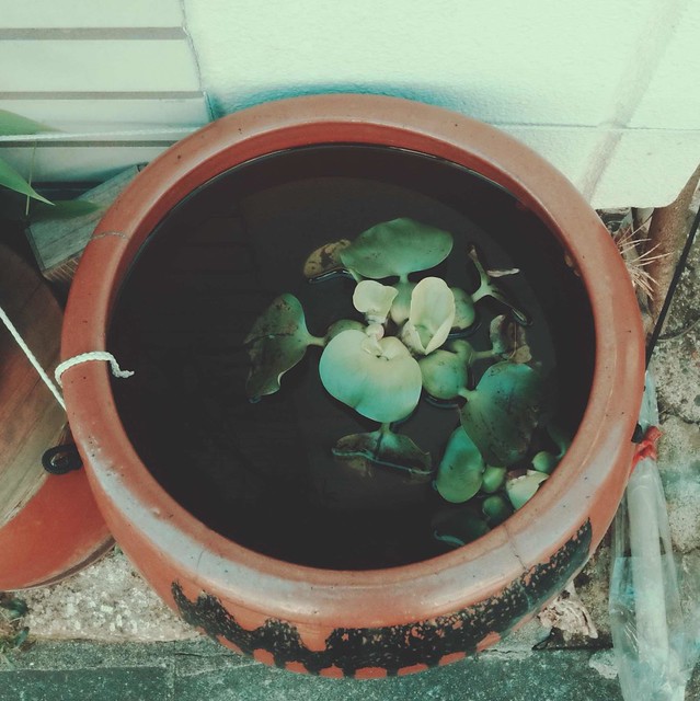 Aquatic plant