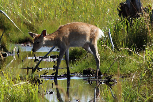 japan sika deer nemuro city shunkunitai primeval wild bird park naturecenter fawn