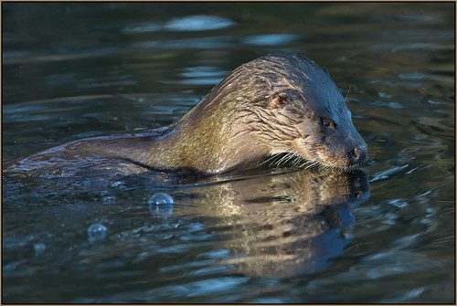 Otter (image 1 of 3)