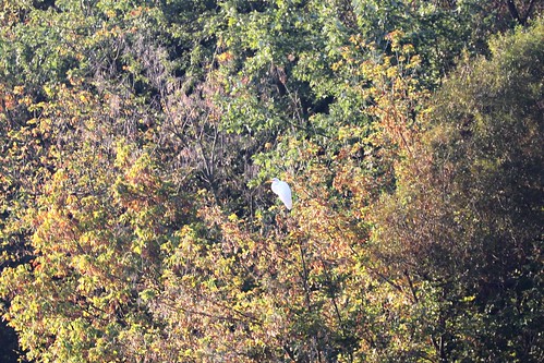 Egret perched in a tree above Scioto River